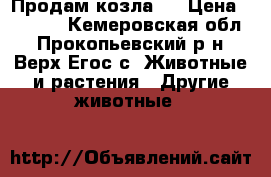 Продам козла . › Цена ­ 6 000 - Кемеровская обл., Прокопьевский р-н, Верх-Егос с. Животные и растения » Другие животные   